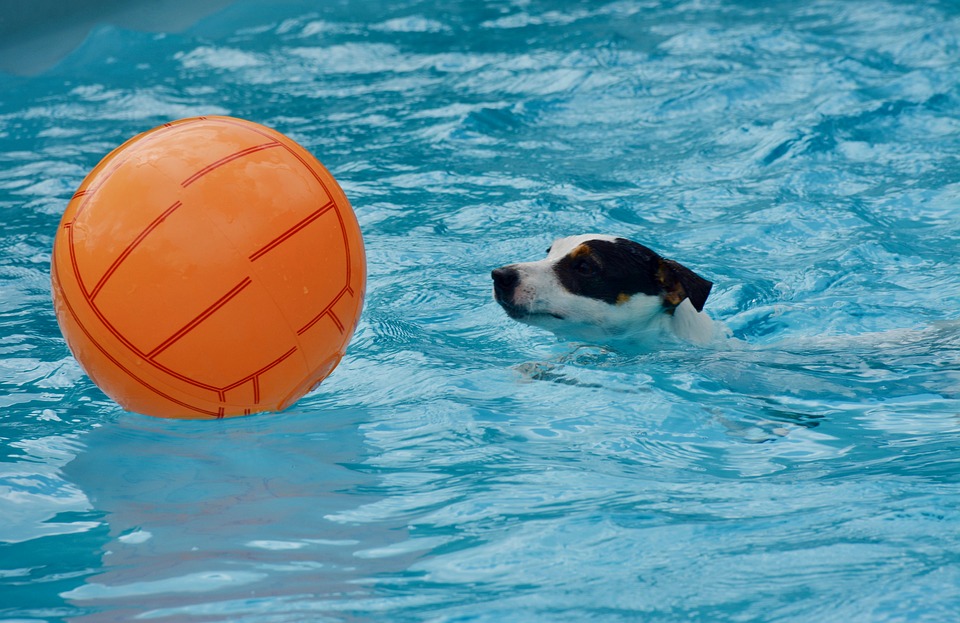 pes s míčem ve vodě